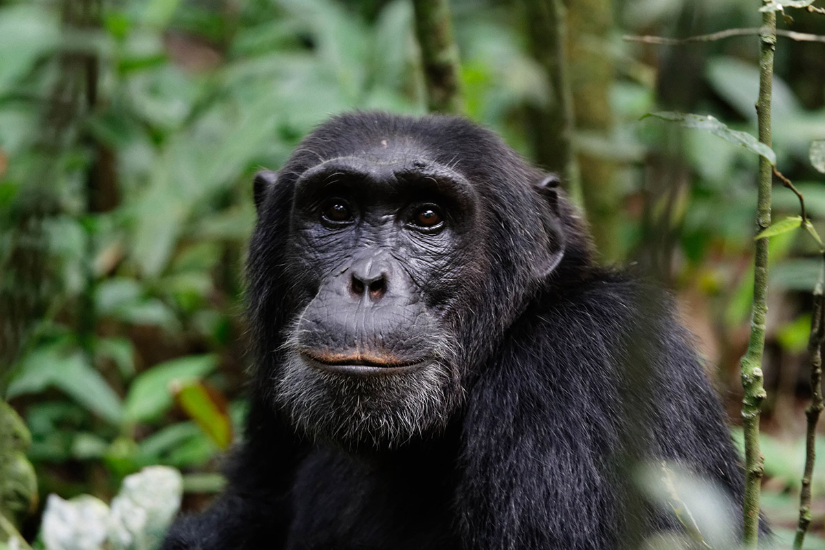 5 Best 11 Days Uganda safari tour package itinerary sample